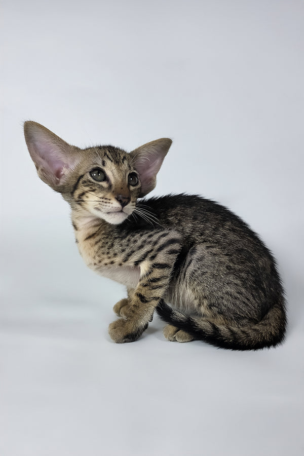 Yvette | Oriental Shorthair Kitten