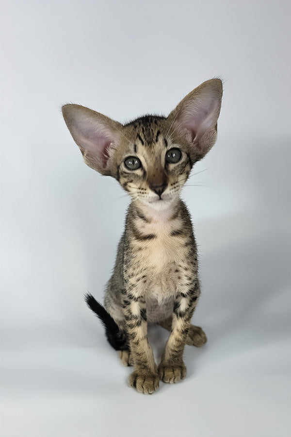 Yvette | Oriental Shorthair Kitten