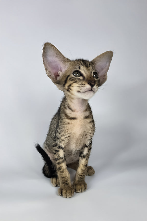 Yvette | Oriental Shorthair Kitten