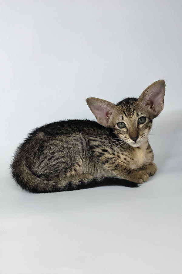 Yvette | Oriental Shorthair Kitten