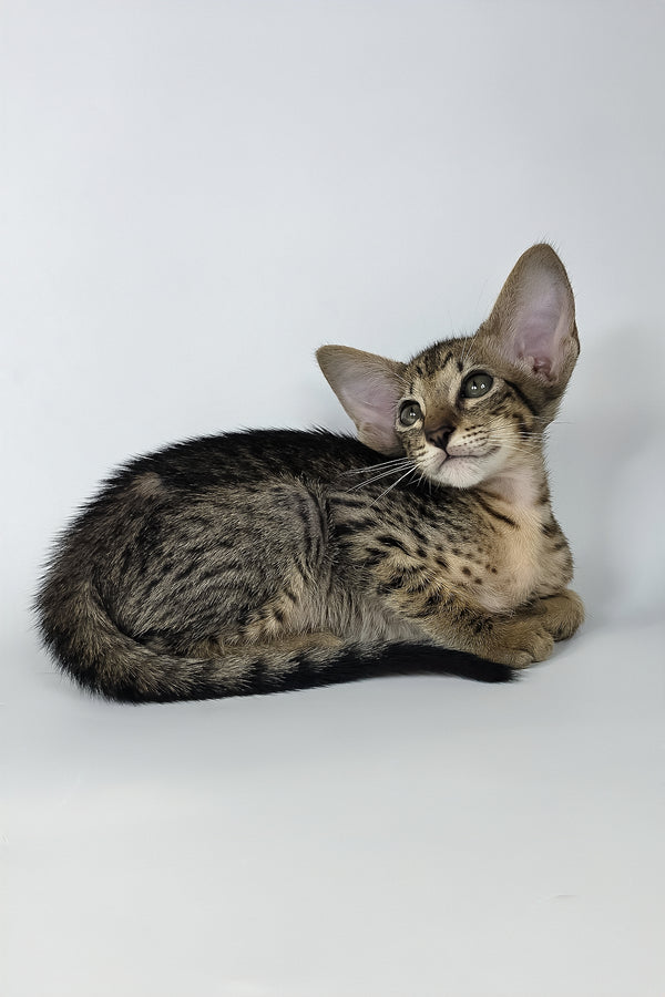 Yvette | Oriental Shorthair Kitten