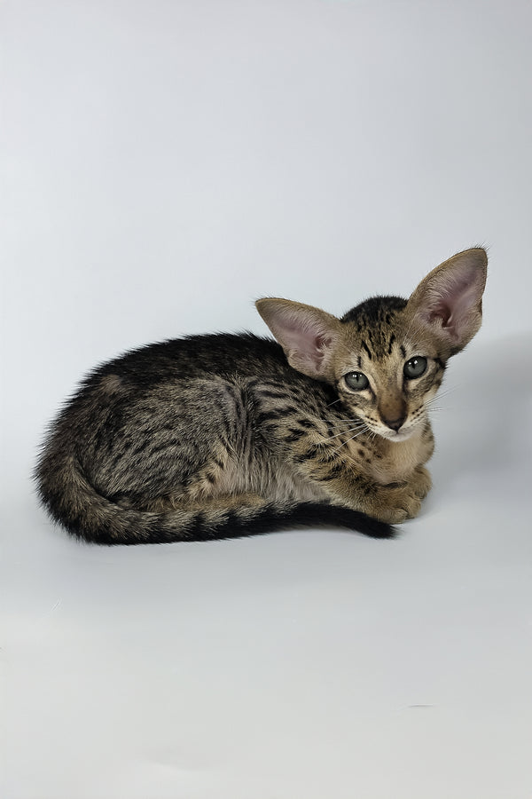 Yvette | Oriental Shorthair Kitten