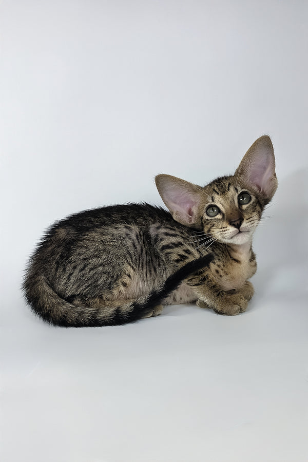 Yvette | Oriental Shorthair Kitten