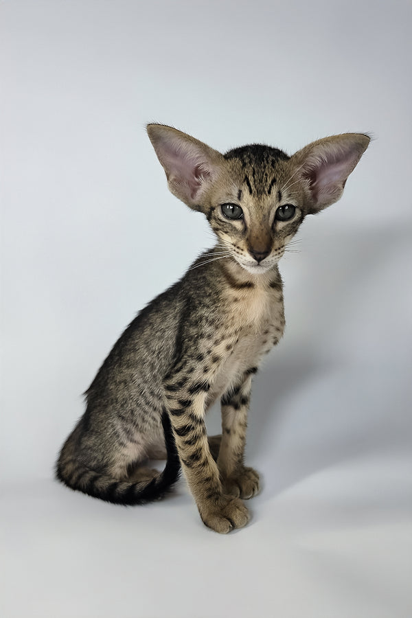 Yvette | Oriental Shorthair Kitten