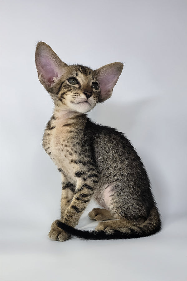 Yvette | Oriental Shorthair Kitten