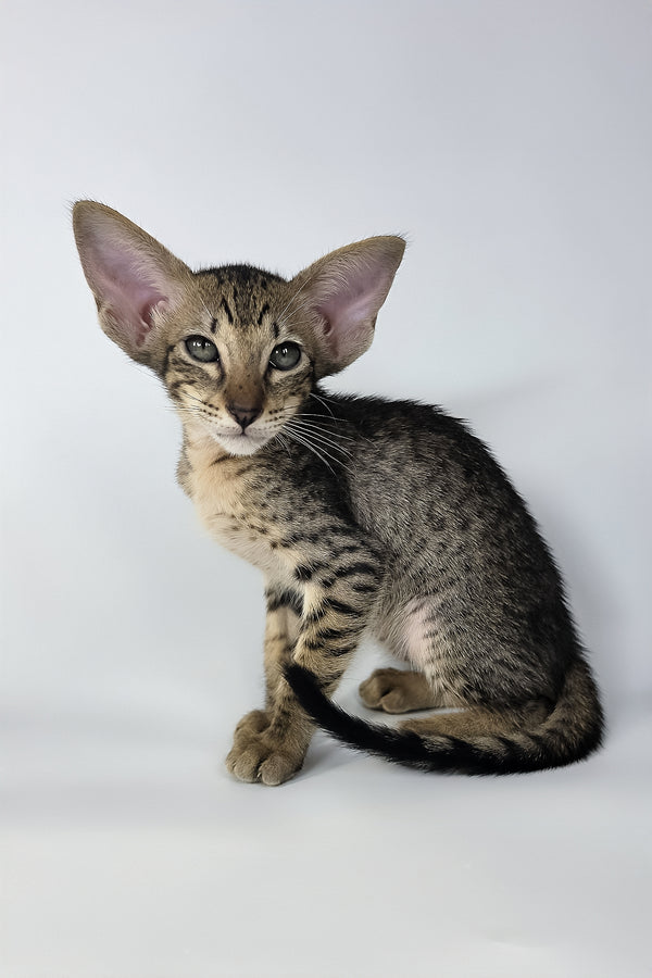 Yvette | Oriental Shorthair Kitten