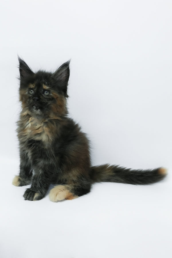 Zaylee | Maine Coon Kitten