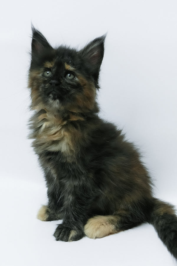 Zaylee | Maine Coon Kitten