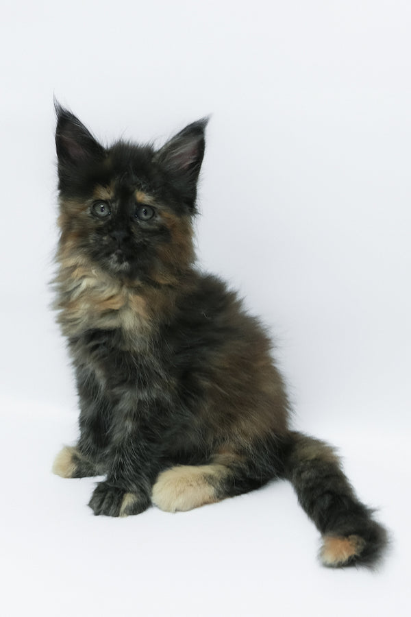 Zaylee | Maine Coon Kitten