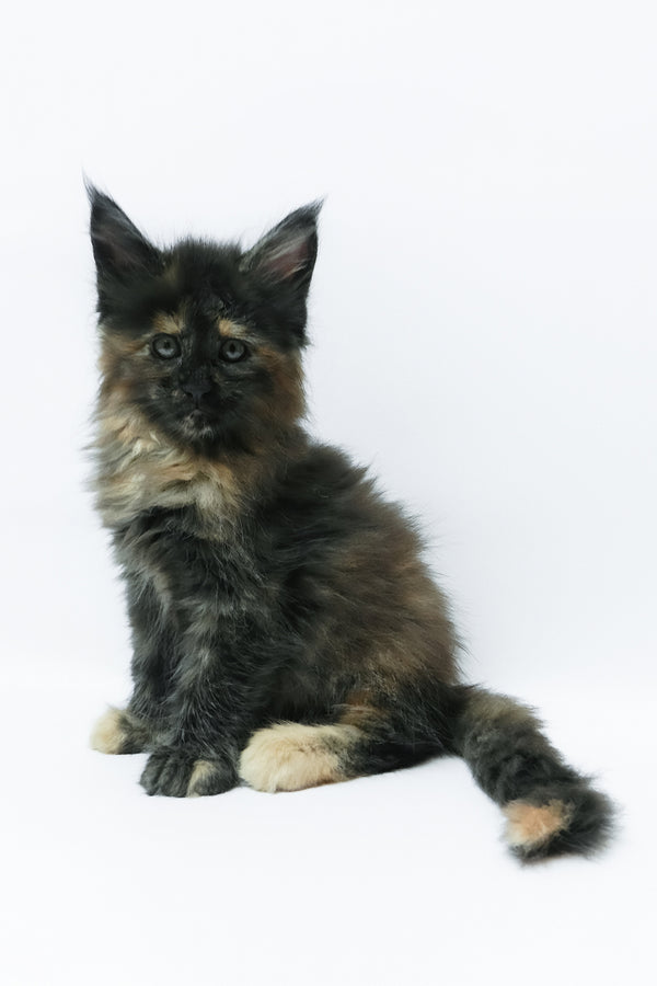 Zaylee | Maine Coon Kitten