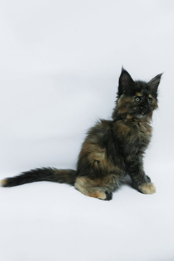 Zaylee | Maine Coon Kitten