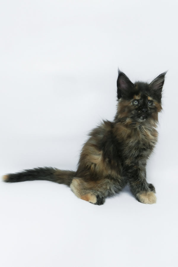 Zaylee | Maine Coon Kitten