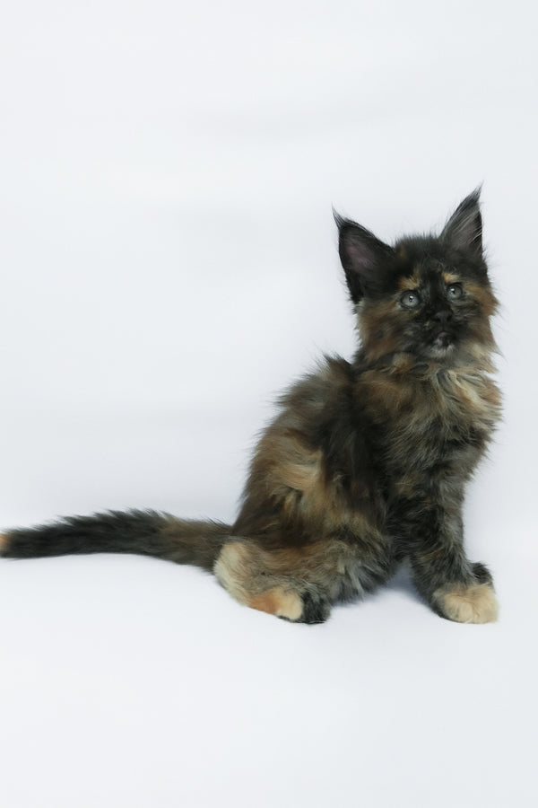 Zaylee | Maine Coon Kitten