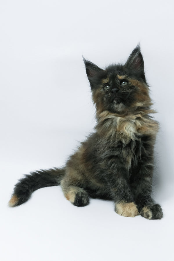Zaylee | Maine Coon Kitten