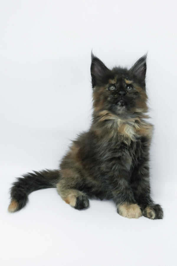 Zaylee | Maine Coon Kitten