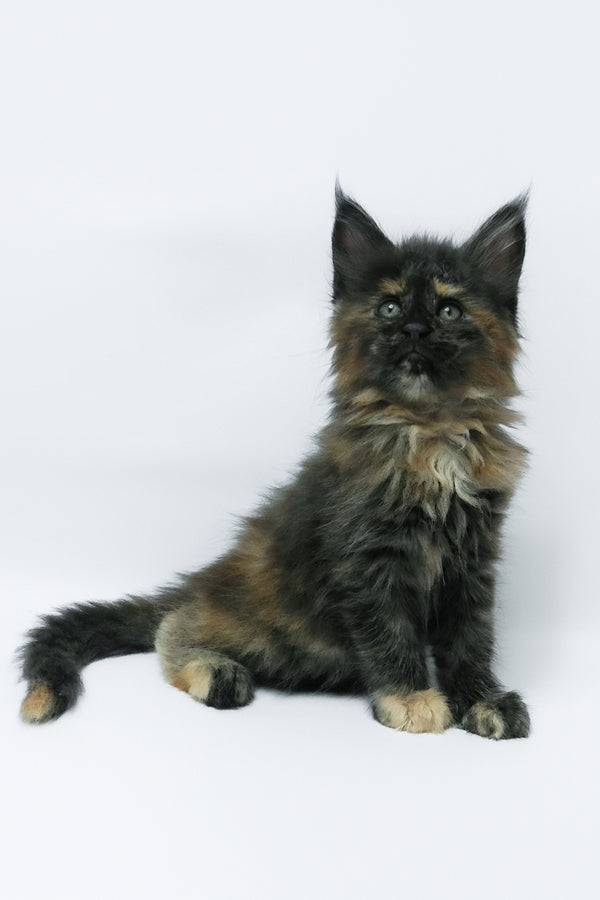 Zaylee | Maine Coon Kitten