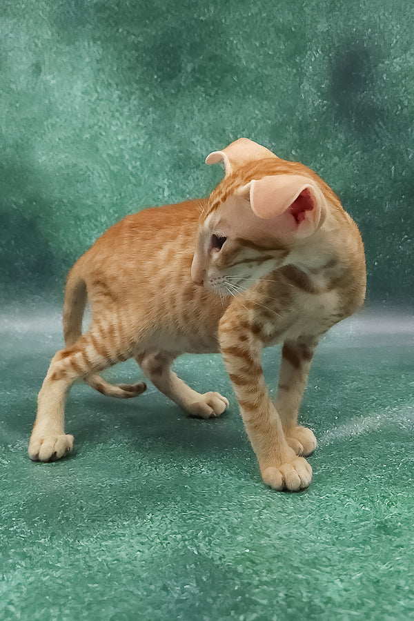 Zachary | Oriental Shorthair Kitten