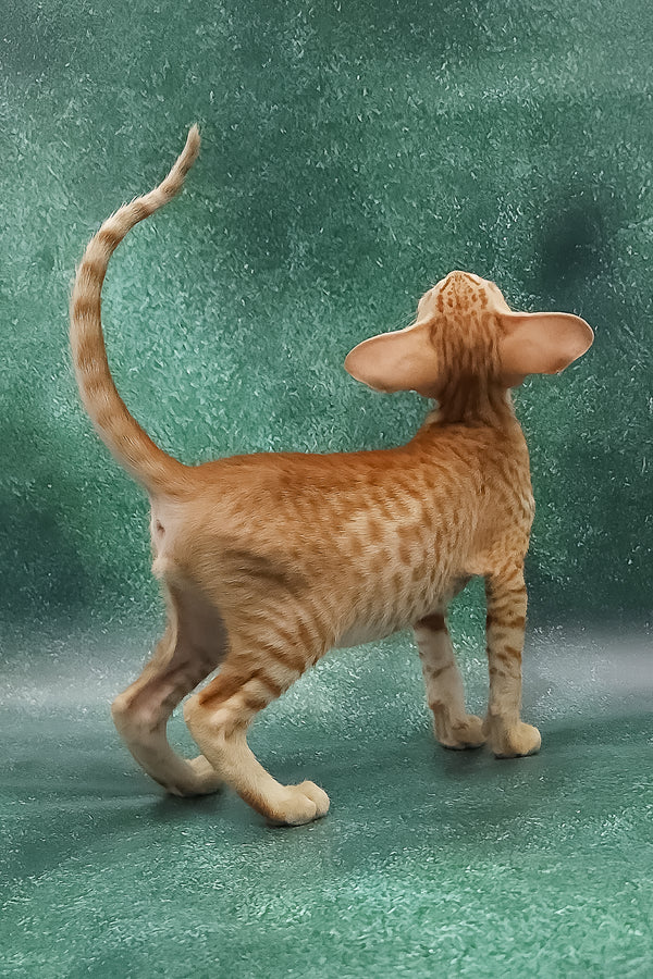 Zachary | Oriental Shorthair Kitten