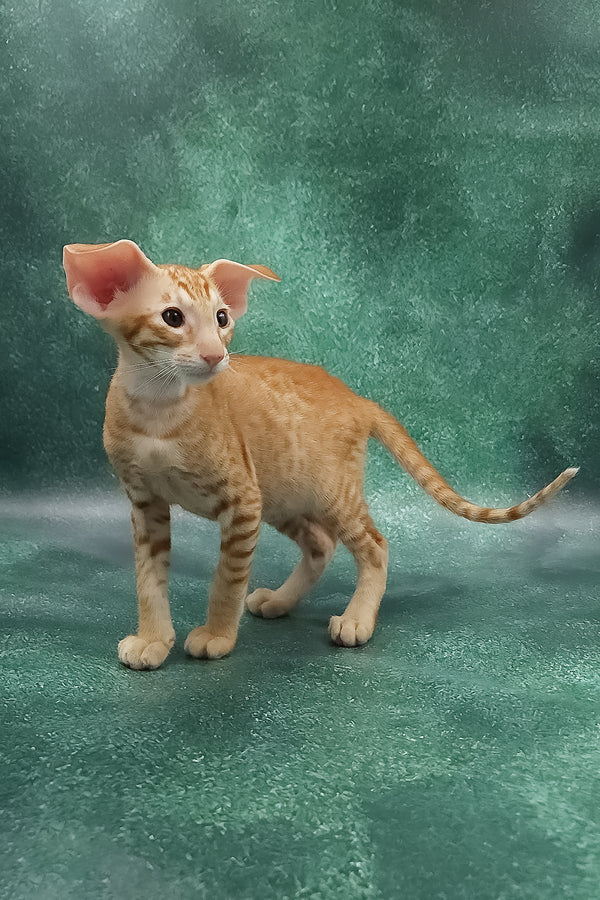 Zachary | Oriental Shorthair Kitten