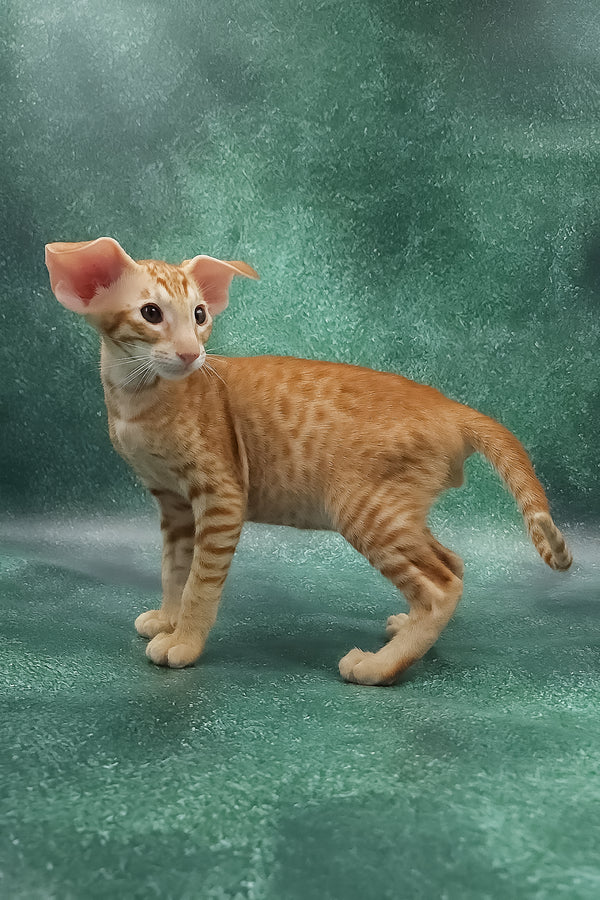 Zachary | Oriental Shorthair Kitten