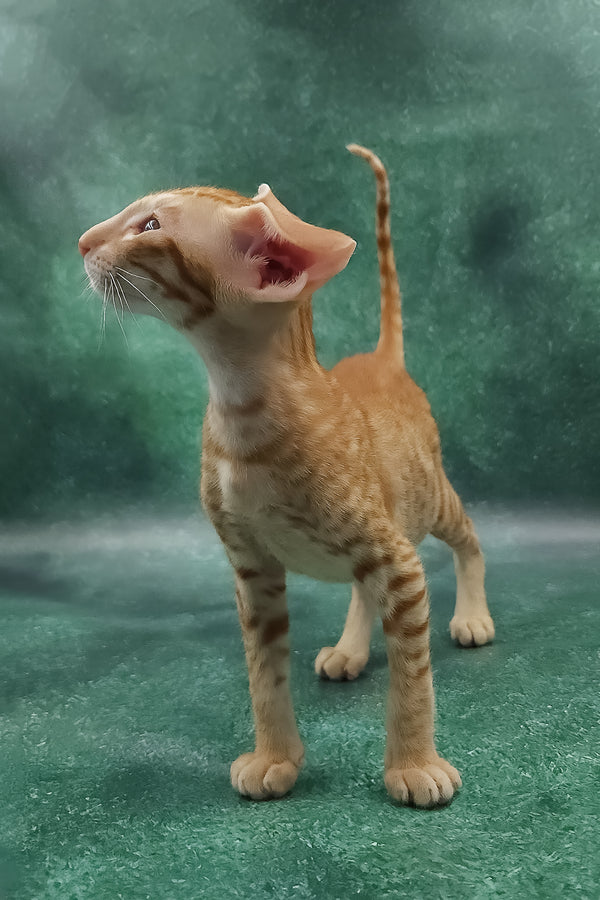 Zachary | Oriental Shorthair Kitten