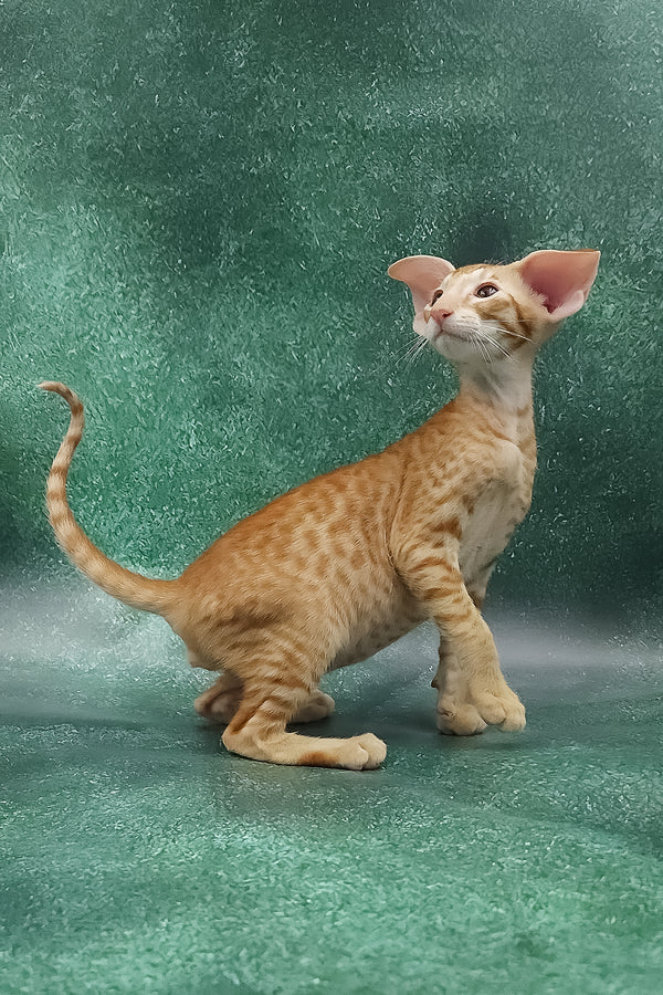 Zachary | Oriental Shorthair Kitten