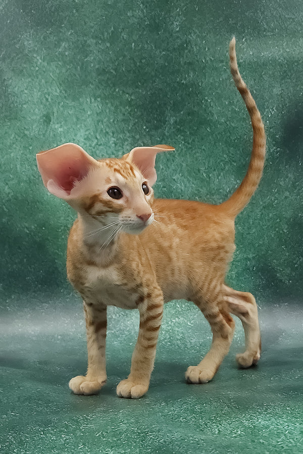 Zachary | Oriental Shorthair Kitten