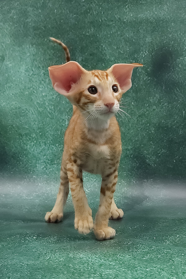 Zachary | Oriental Shorthair Kitten