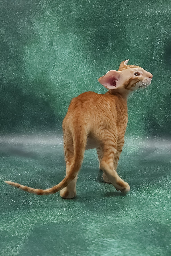 Zachary | Oriental Shorthair Kitten
