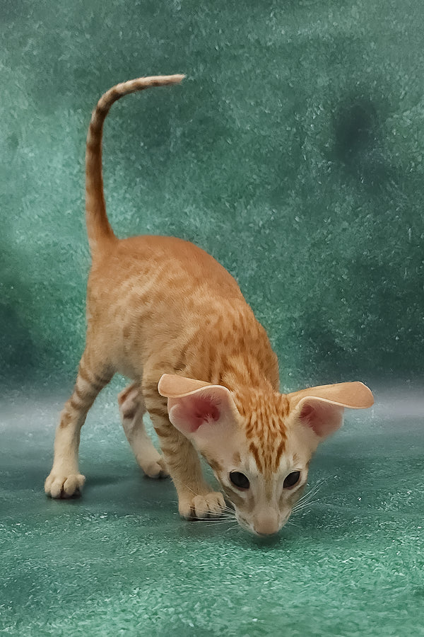 Zachary | Oriental Shorthair Kitten