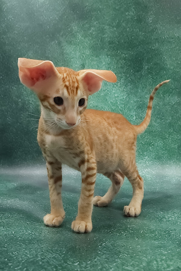 Zachary | Oriental Shorthair Kitten