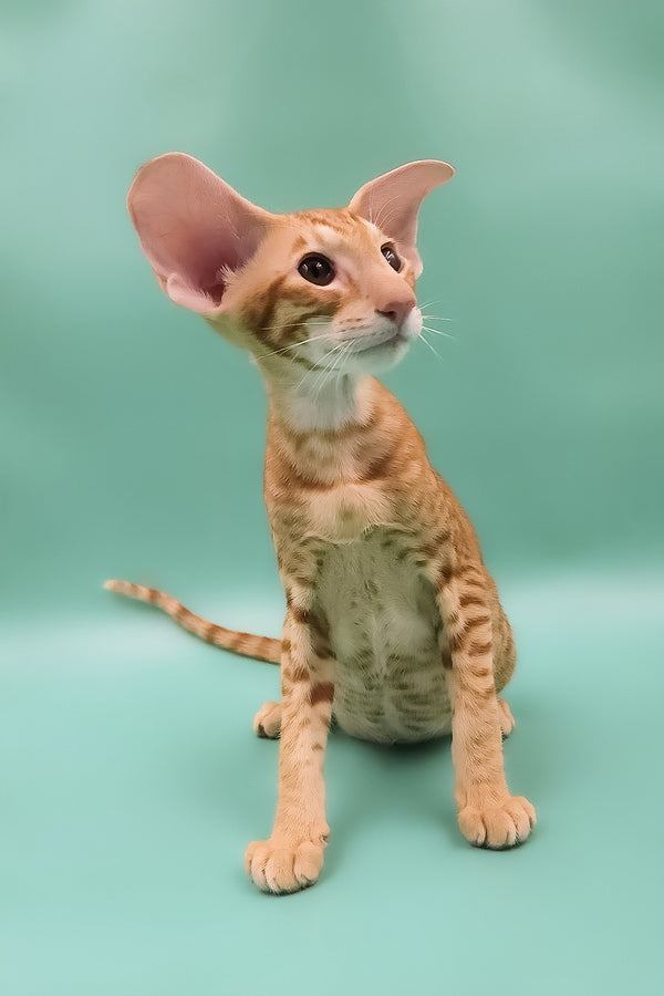 Zachary | Oriental Shorthair Kitten