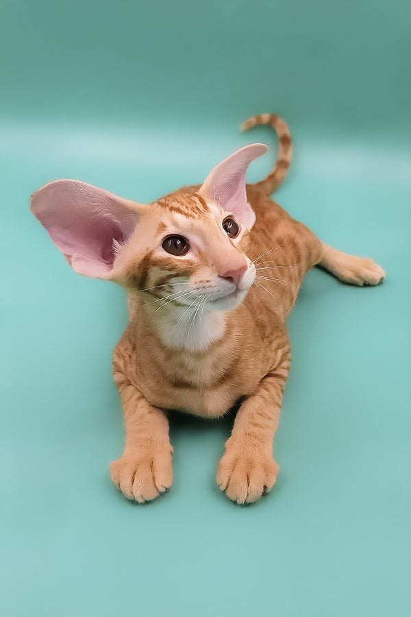 Zachary | Oriental Shorthair Kitten