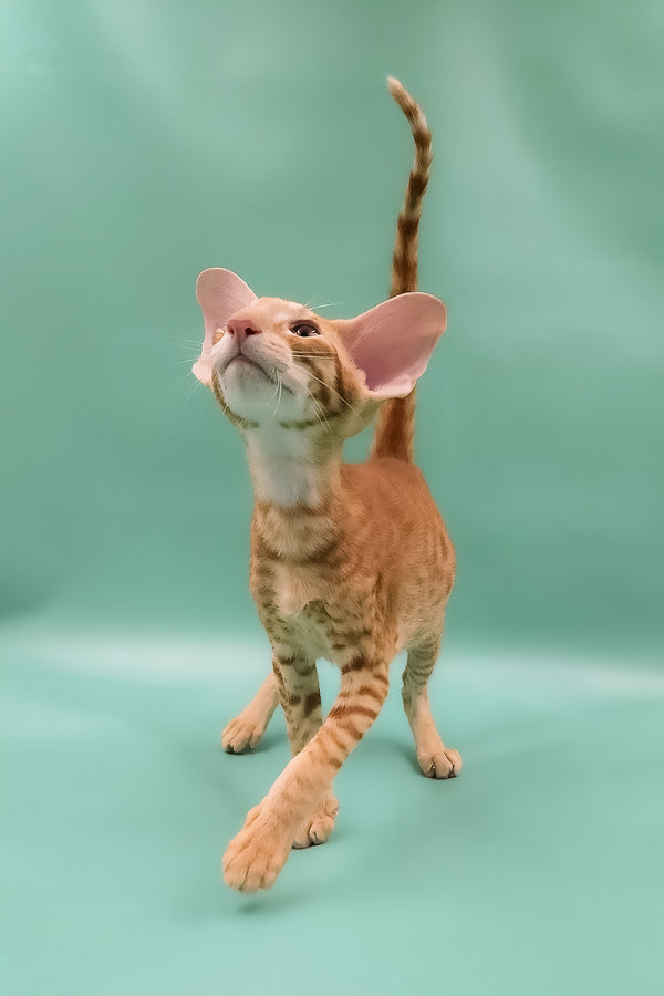 Zachary | Oriental Shorthair Kitten