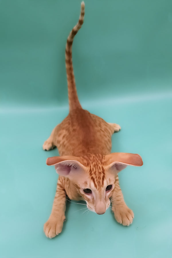 Zachary | Oriental Shorthair Kitten