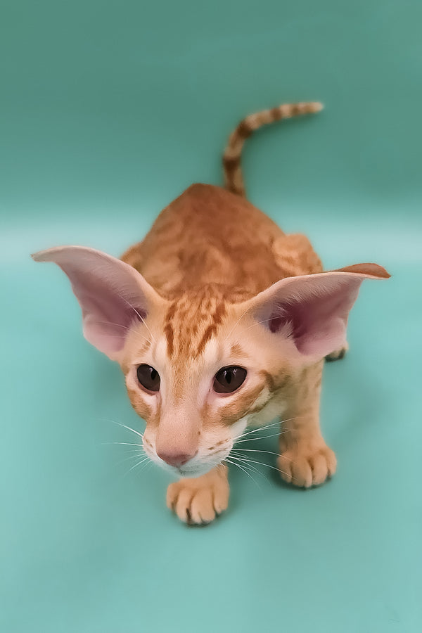 Zachary | Oriental Shorthair Kitten