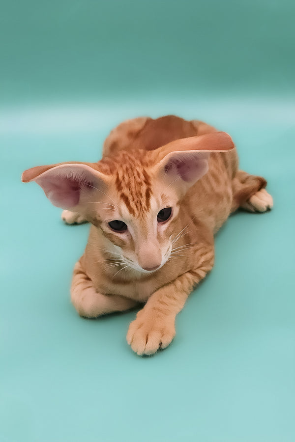 Zachary | Oriental Shorthair Kitten