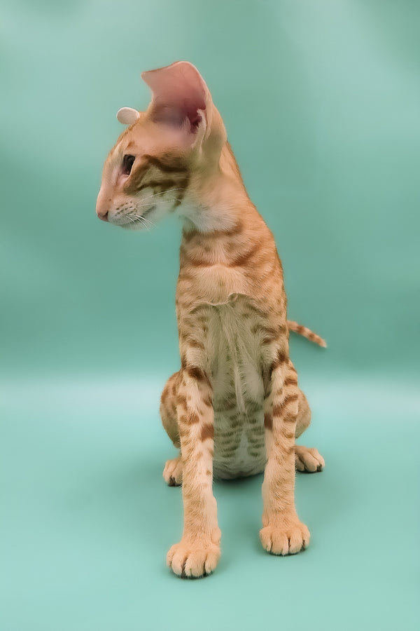 Zachary | Oriental Shorthair Kitten