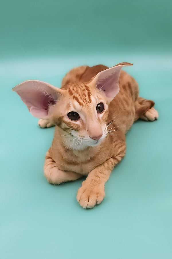 Zachary | Oriental Shorthair Kitten