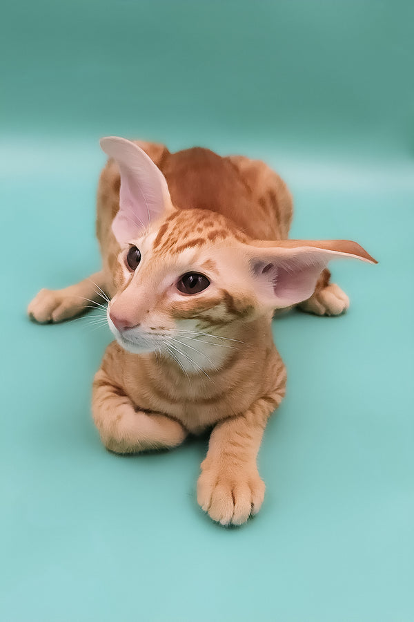 Zachary | Oriental Shorthair Kitten