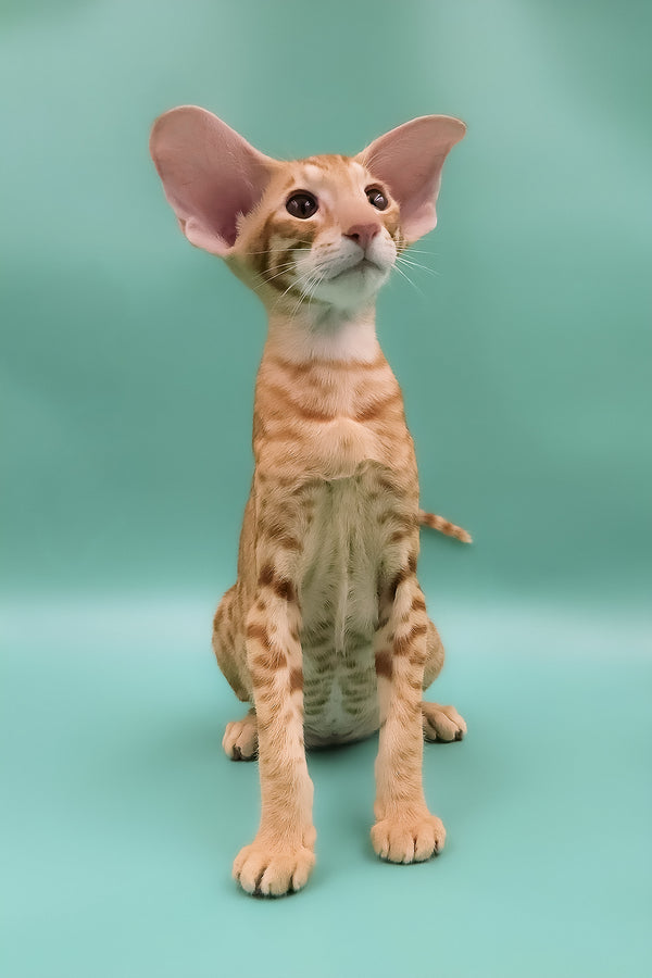 Zachary | Oriental Shorthair Kitten