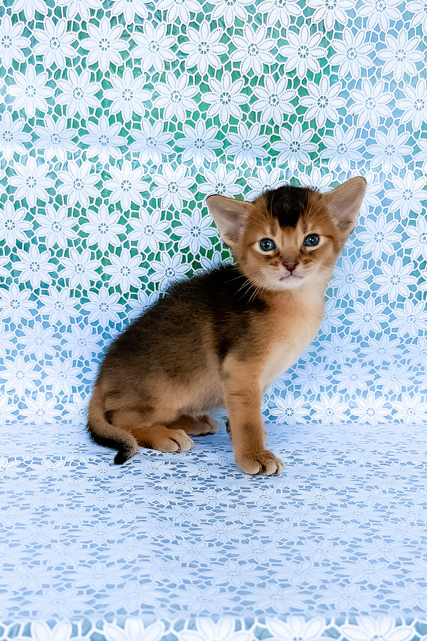Zagar | Abyssinian Kitten