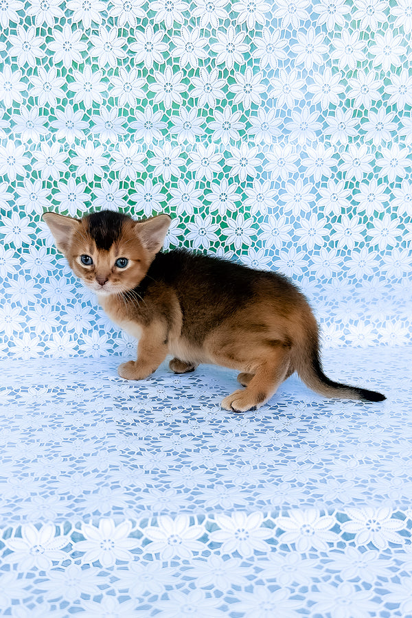 Zagar | Abyssinian Kitten