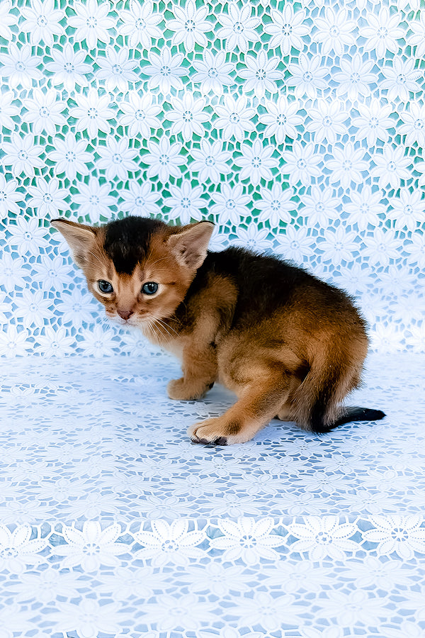 Zagar | Abyssinian Kitten