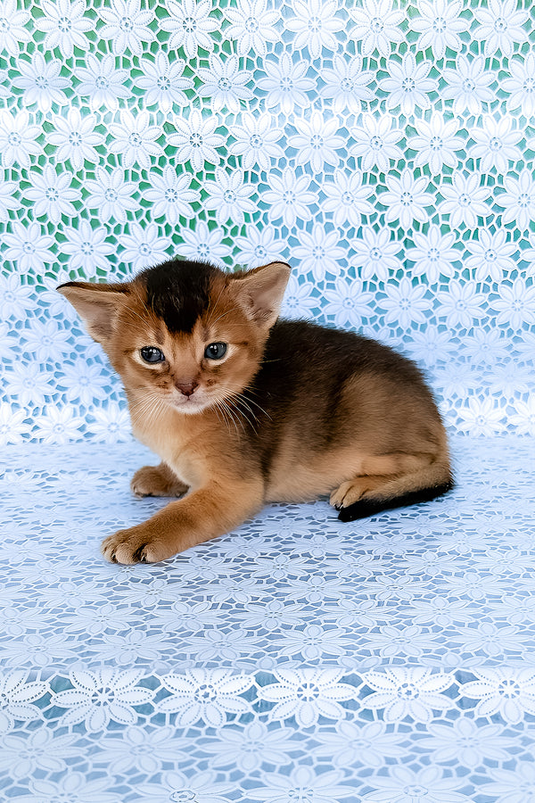 Zagar | Abyssinian Kitten