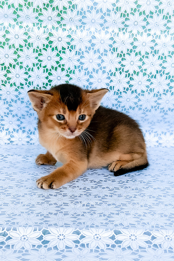 Zagar | Abyssinian Kitten
