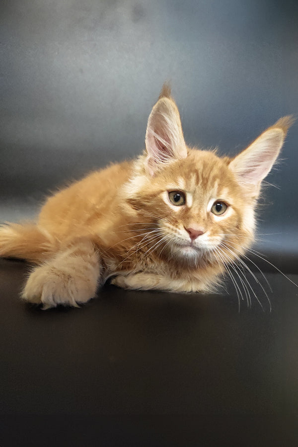 Zalan | Maine Coon Kitten