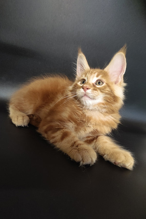 Zalan | Maine Coon Kitten