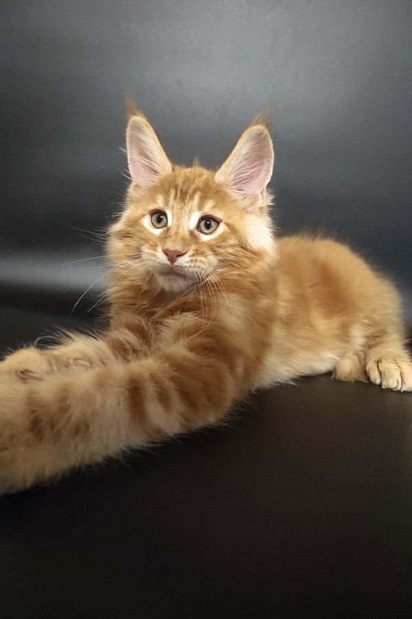 Zalan | Maine Coon Kitten