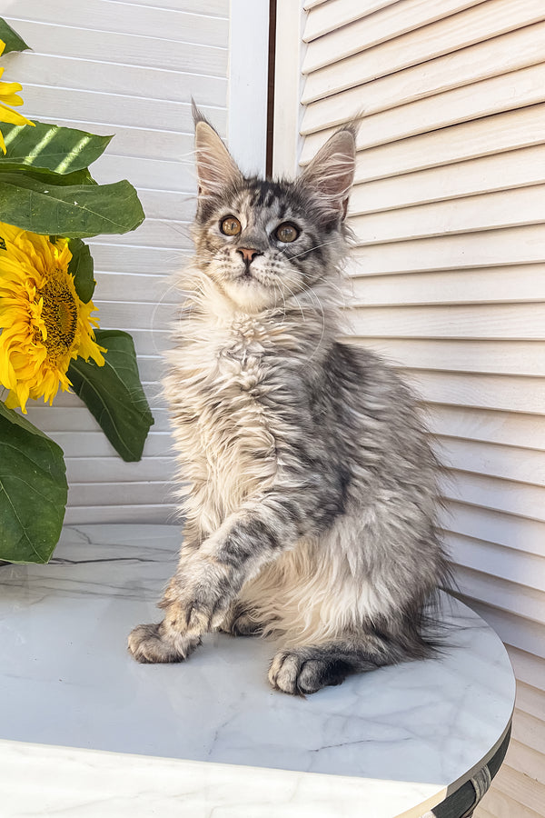 Zara | Maine Coon Kitten